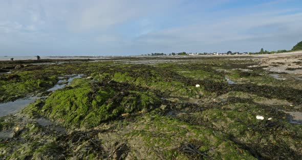 Damgan, Morbihan department, Brittany, France