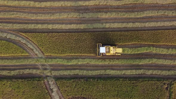 Aerial look down yellow combine harvester collect rice