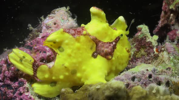 Yellow warty Frogfish (Antennarius maculatus) stretching mouth wide open at night on coral reef