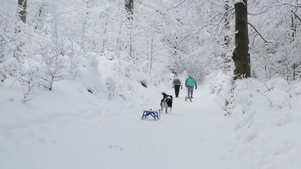 Friends with Sled and Dog in Winter Forest