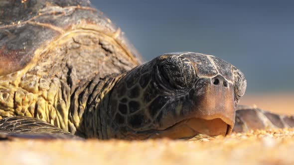 Close Up Head Sea Turtle Screwing Up Eye Bright Sun Sleeping on Paradise Beach