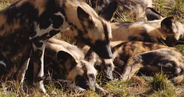 African Wild Dog Joining Pack To Rest In Safari Park