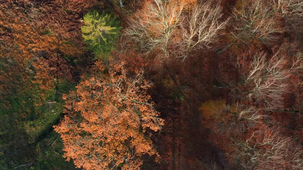 Drone Flying Over Beautiful Autumn Tree Tops, Drone Stock Footage By Drone Rune