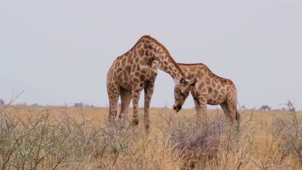 Giraffe grazing, Namibia, Africa wildlife