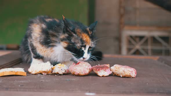 Hungry Homeless Nursing Three-color Mother Cat Eating Bread on the Street