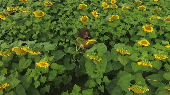 Aerial View of Beautiful Large Sunflower Field and Young Attractive Curly Girl Standing Between Rows