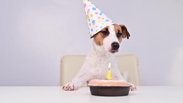 A Cute Dog in a Festive Cap Sits in Front of a Cake with a Burning Candle Number One