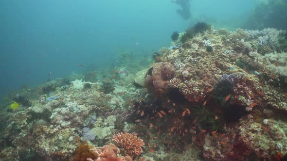 Coral Reef and Tropical Fish. Philippines, Mindoro