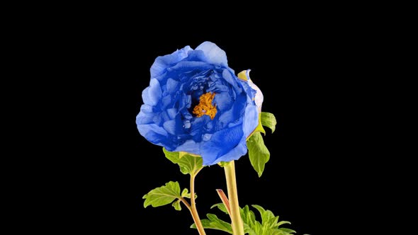 Timelapse of Blue Peony Flower Blooming on Black Background