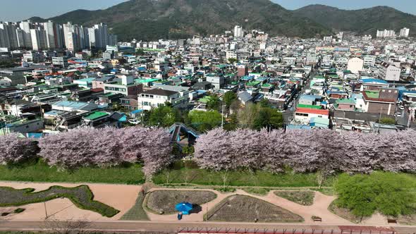 Cherry blossoms in Suncheon City, South Korea. Drone - Aerial footage filmed in the spring.Suncheo