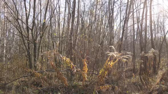 Ukraine  Trees in the Autumn Forest in the Afternoon