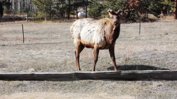 A small herd of segregated bull elk near Estes Park Colorado are grazing in early spring.  They are