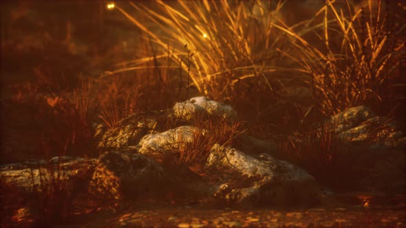 Dry Landscape with Grass Stones and Fireflies