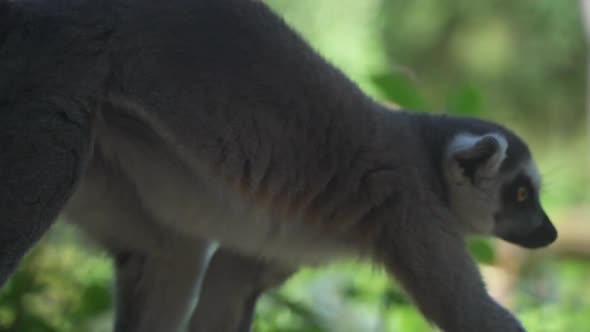 Cute lemur walking at Plankendaal near tree log relaxing and looking around portrait white wildlife