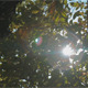 Sun Ray Shining Through Tree Leaves - VideoHive Item for Sale