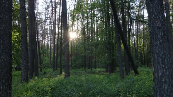 Summer Forest with Pine Trees Slow Motion