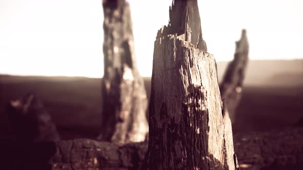 Logs and Trunks After the Forest Fire