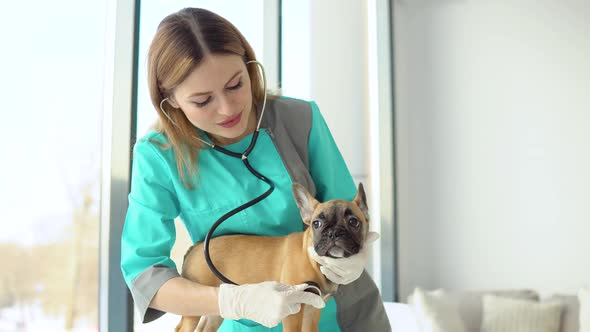 Veterinarian Woman Doctor Examining Dog By Stethoscope in Modern Vet Clinic