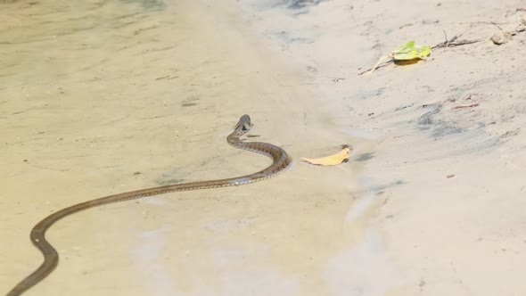 Poisonous Snake Crawls Along the River Bank. Slow Motion