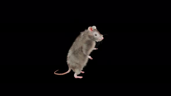 Rat Dancing 4K