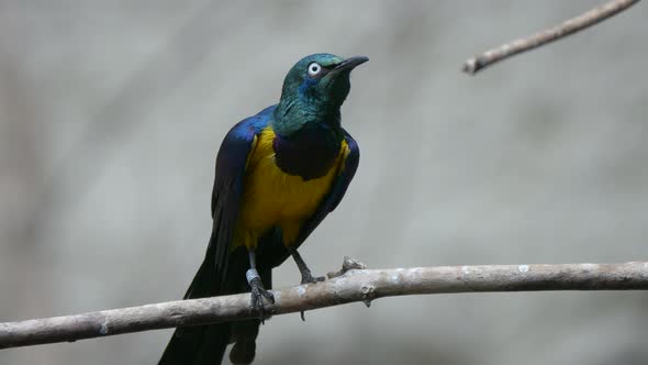 Super Slow motion of tropical Lamprotornis caudatus Bird Perched on Branch and Shaking - close up sh