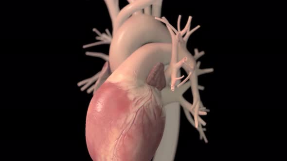 Human heart, realistic anatomy 3d model of human heart on the monitor, visual he