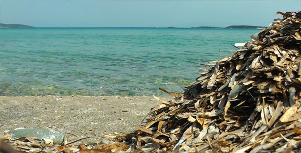 Seaside and Dry Moss alt