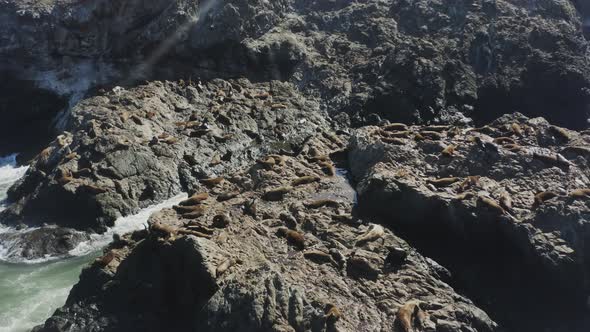 A slowly tracking drone shot approaching a large group of seals laying on rocks in sunshine, Oregon