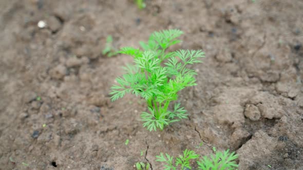 Young Juicy Green Leaves of a Growing Carrot in the Soil Closeup