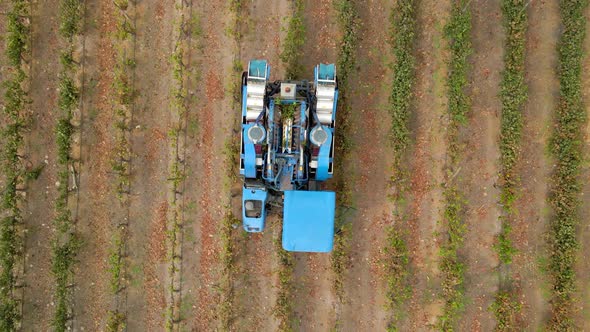 Overhead zoom out view of a blue grape harvester passing a line of vines in Talagante, Chile.