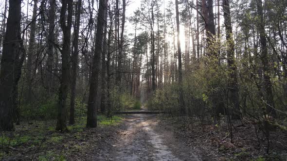 Road in the Forest During the Day Slow Motion