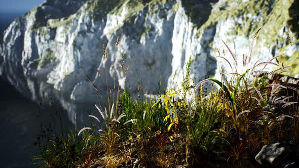 Fresh Grass at Big Rocky Cliff in Ocean