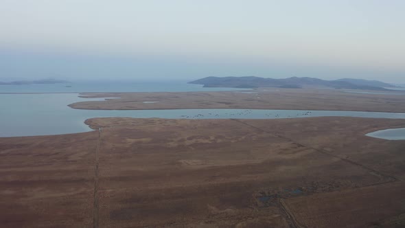 Aerial Footage of a Flock of Whitenecked Cranes at Sunset