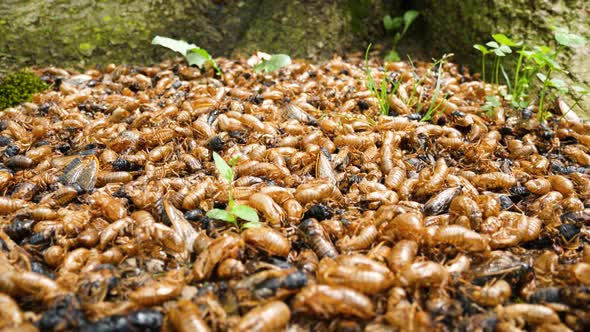 Piles of cicada exoskeletons litter the ground a the base of a tree