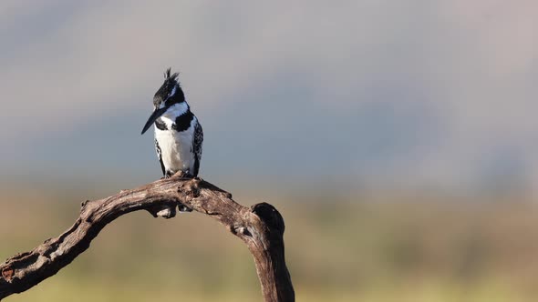 Black and white Pied Kingfisher perches on branch overlooking pond