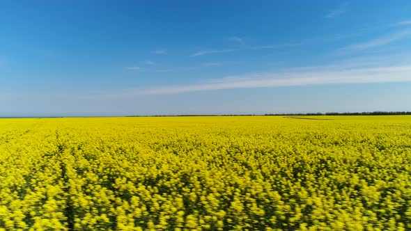 Yellow rapeseed flowers on field