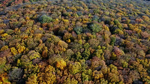 Fall Colors Countryside Woodland