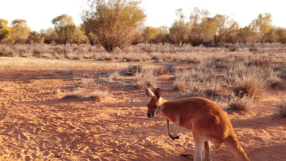 Kangaroo in Red Desert Landscape