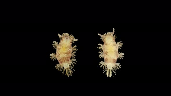 a Young Millipede Polyxenus Lagurus Under a Microscope, Belongs To the Class Diplopoda