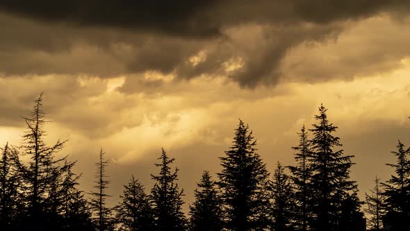 Pine Trees And Gloomy Sky