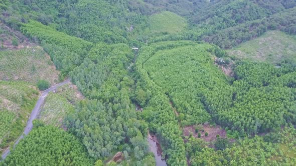 High Aerial View Jungle and Forest Plantations By Lake