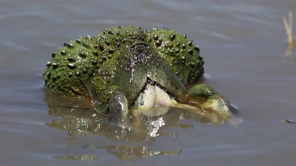 African Giant Bullfrogs Laying Eggs - South Africa