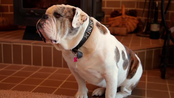 Olde English Bulldog in front of a wood stove.