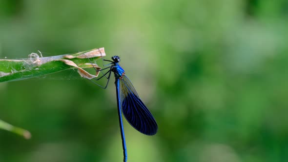 Blue Dragonfly on a Branch in Green Nature By the River Closeup