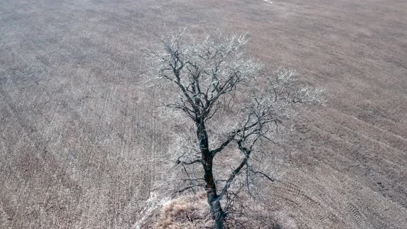 Single Tree in the Field, Aerial View