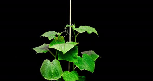 The Growth of Two Cucumbers Seeking To Cling To a Support, a Period of Time, on a Black Background