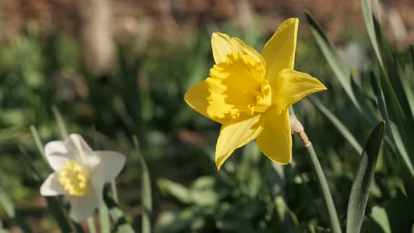 First spring  plant Pseudonarcissus shallow DOF 4K 2160p 30fps UltraHD footage - Close-up of garden 