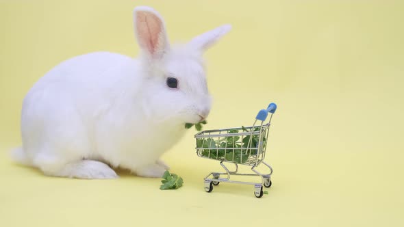 Cute White Rabbit Sits Cutely on Yellow Background with Copy Space