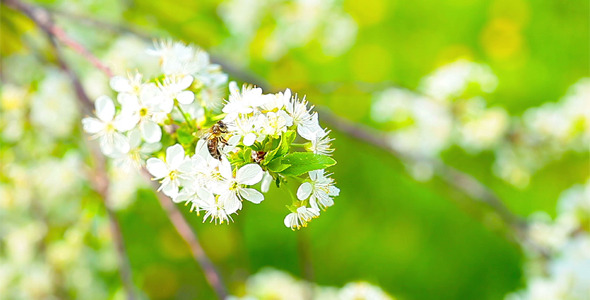 Spring Flowers 2