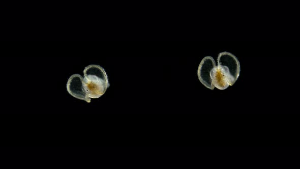 a Larva of a Sea Snail Under a Microscope, Called Veliger, Class Gastropoda, a Type of Mollusk